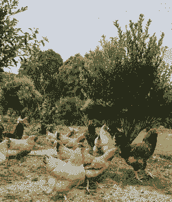 养殖土鸡一年成本多少钱