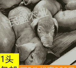 正宗太湖原种母猪仔价格