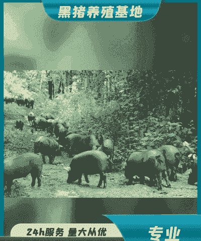 吉林卖猪仔黑猪价格多少