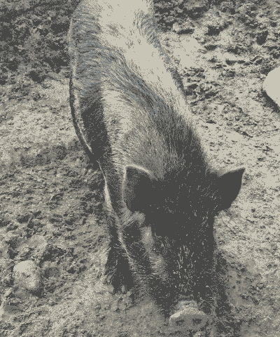 跑山黑猪仔价格多少