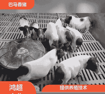 重庆香猪小猪仔价格