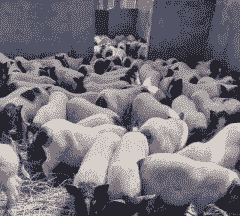 巴马香猪仔价格表