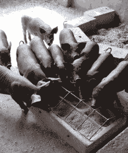 吉林省黑猪仔价格