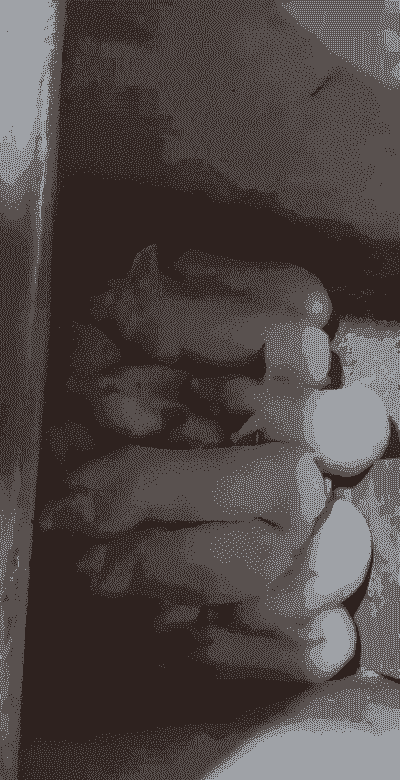 满月的小猪仔最新价格