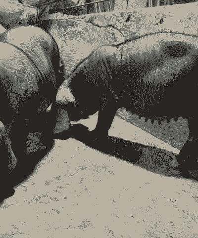 太湖猪小母猪仔价格