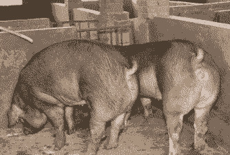 杜洛克猪仔卖的价格