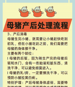 母猪产后如何保护子宫