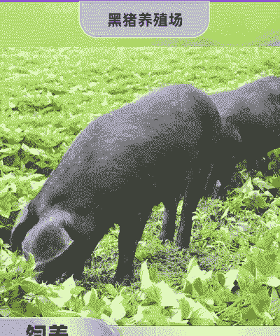 辽宁黑猪仔出售价格