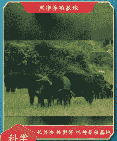 湘西猪仔购买价格多少