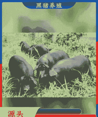 土黑猪猪仔价格多少