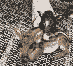 广西巴马香猪仔猪价格