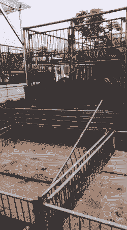 莒南猪仔出售最新信息价格