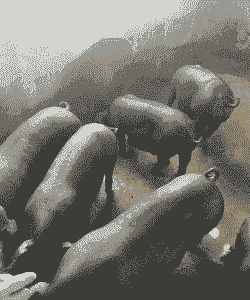 广西博白长白小猪仔价格