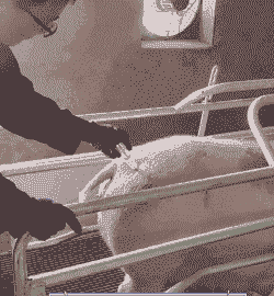 母猪产后臀部注射位置