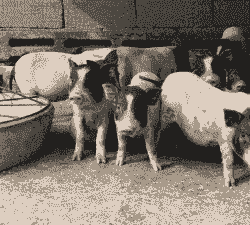 广西巴马香猪仔价格多少