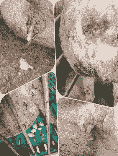 母猪产后流白色物体