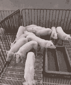 长白买小猪仔价格多少