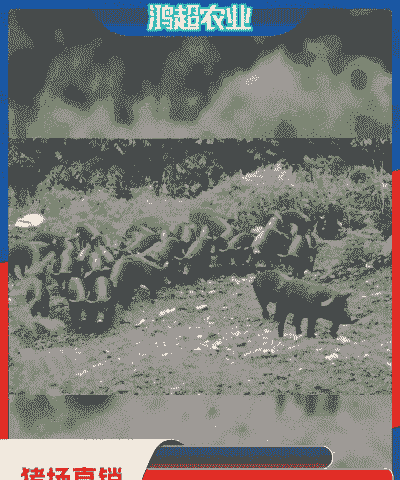 本地黑猪仔出售价格