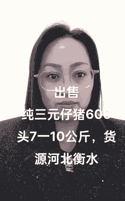 三元杂猪仔价格