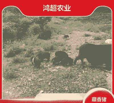 藏香猪仔猪价格表