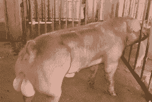 南宁养殖小猪仔价格多少