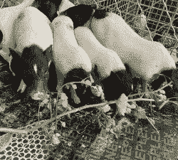 纯种巴马香猪仔的价格