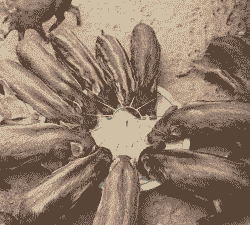 花猪小猪仔价格多少