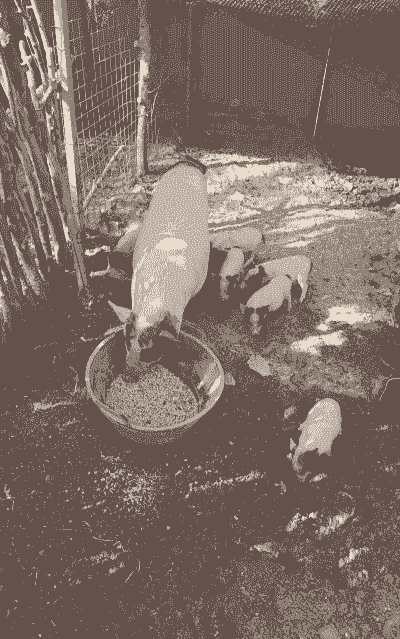 重庆出售香猪猪仔价格