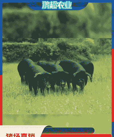 临汾猪仔出售价格多少