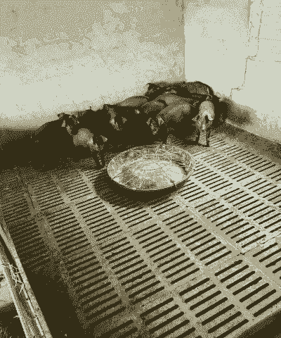 揭阳小猪仔出售价格多少