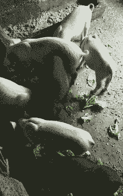 广西百色小猪仔价格