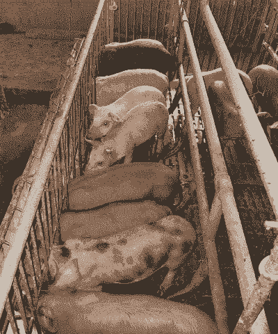 石阡小猪仔出售价格多少