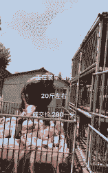 民权县出售猪仔价格多少