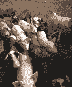 广西贵港小猪仔价格表