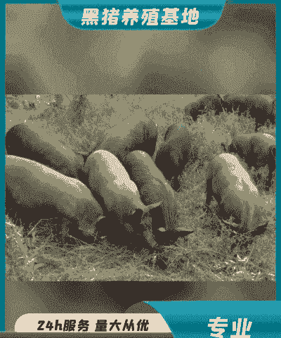 山东小猪仔价格怎么样