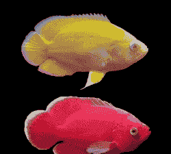 猪仔热带鱼价格表