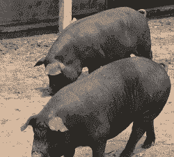 云南出售猪仔母猪价格多少