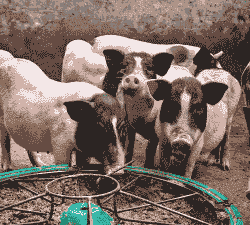 巴马香猪仔猪价格表