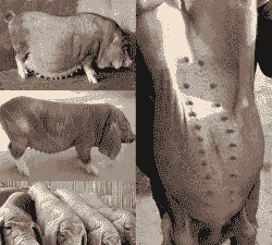 太湖一号母猪仔价格