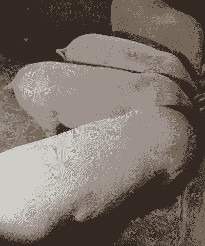 南宁自养土猪仔出售价格