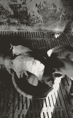 四川简阳小猪仔价格