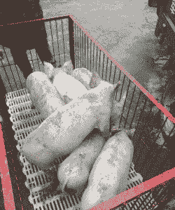 湖北宜昌的小猪仔价格