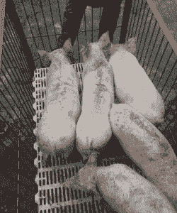 湖北宜昌最新小猪仔价格