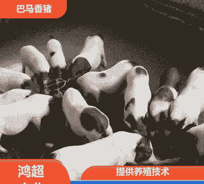 一只巴马香猪仔价格