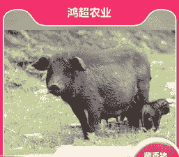 猪仔出售重庆价格多少钱