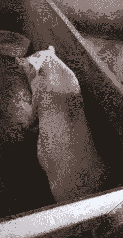 广西容县小猪仔价格表