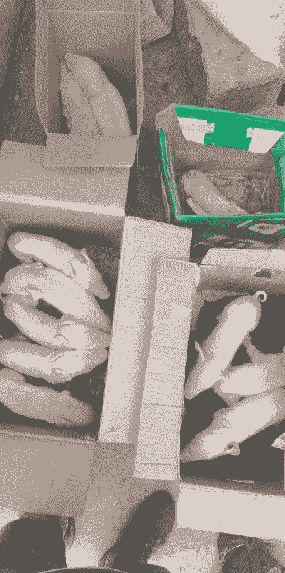 宿州市出售小猪仔价格