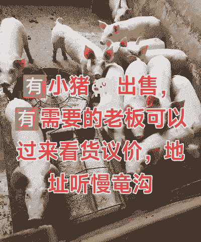 云浮收购小猪猪仔价格