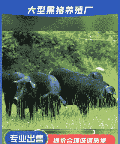 安徽黄山猪仔价格表