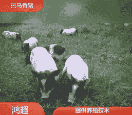 南宁香猪仔出售价格多少